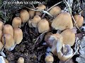 Coprinellus saccharinus-amf518-1